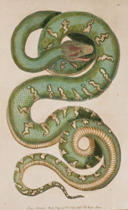 Plate 24    Dog-headed Snake